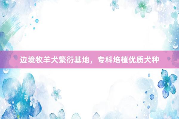 边境牧羊犬繁衍基地，专科培植优质犬种